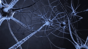 neuronas CEREBRO Y COGNICIÓN